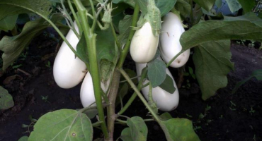 Seznam nejlepších odrůd lilku pro rok 2022, výhody a nevýhody a který z nich si vybrat